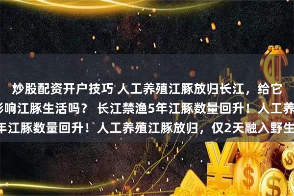 炒股配资开户技巧 人工养殖江豚放归长江，给它穿一种定位马甲，会影响江豚生活吗？ 长江禁渔5年江豚数量回升！人工养殖江豚放归，仅2天融入野生帮